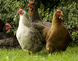 Image of some chickens