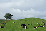 sheep in a field